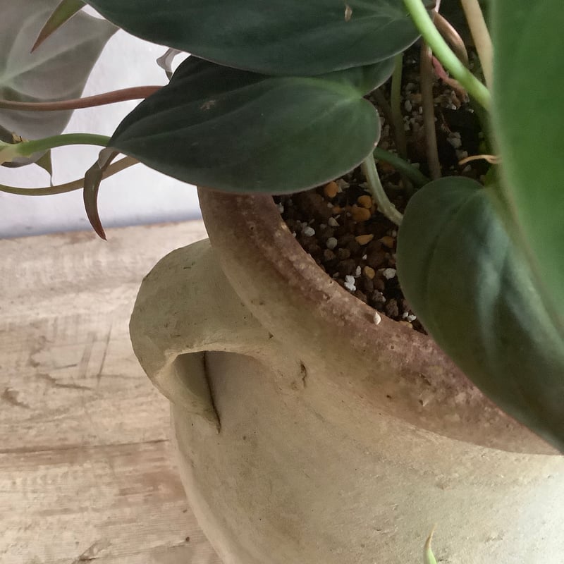 Philodenndron Micans with Tunisia pot (フィロデンドロン
