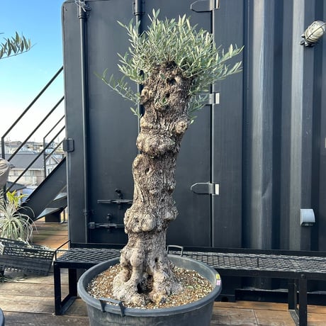 オリーブ 古木 Old olive（24jun4v05-3）