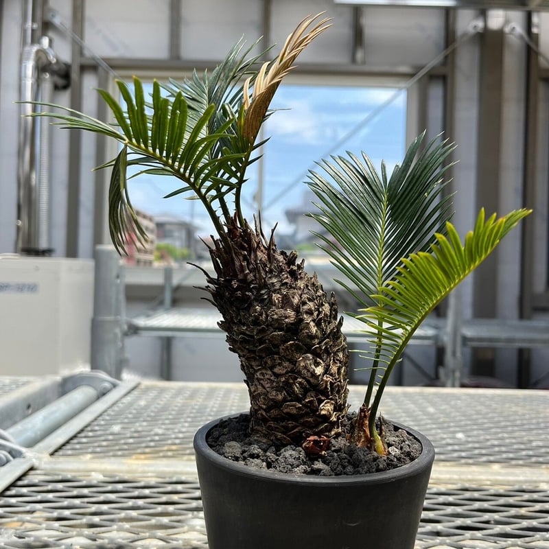 ソテツ 胴切り 発根管理株 ソテツ 胴切り 発根管理株 ソテツ 発根管理株