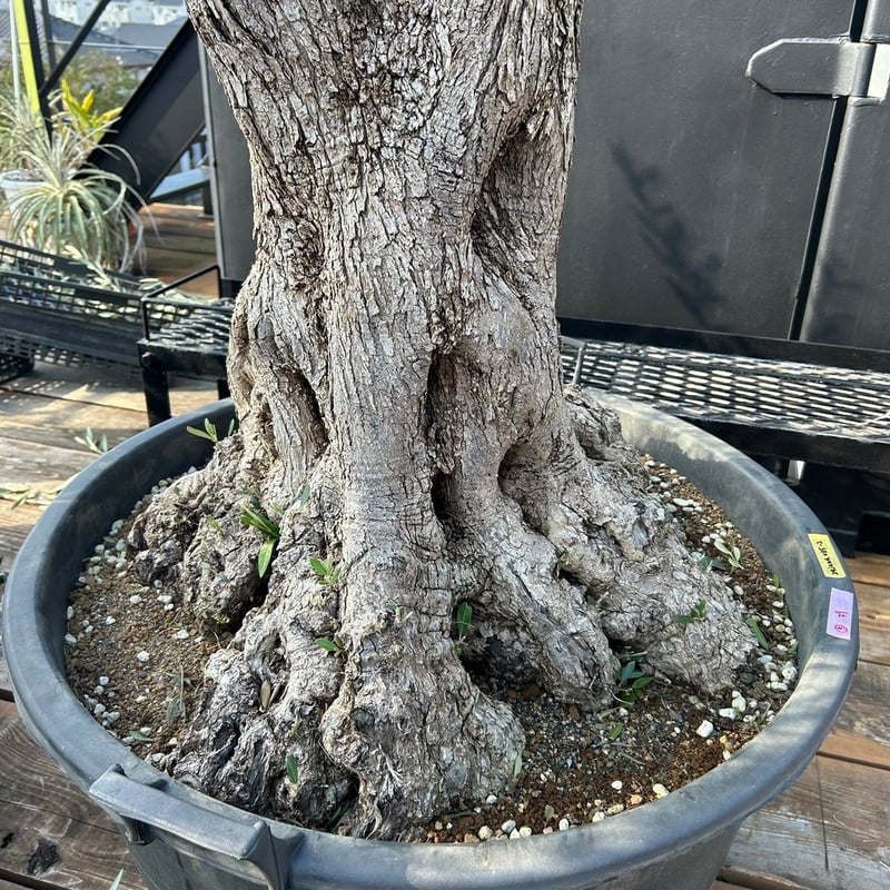 オリーブ 古木 Old olive（24jun4.v03-7） | De La Palma