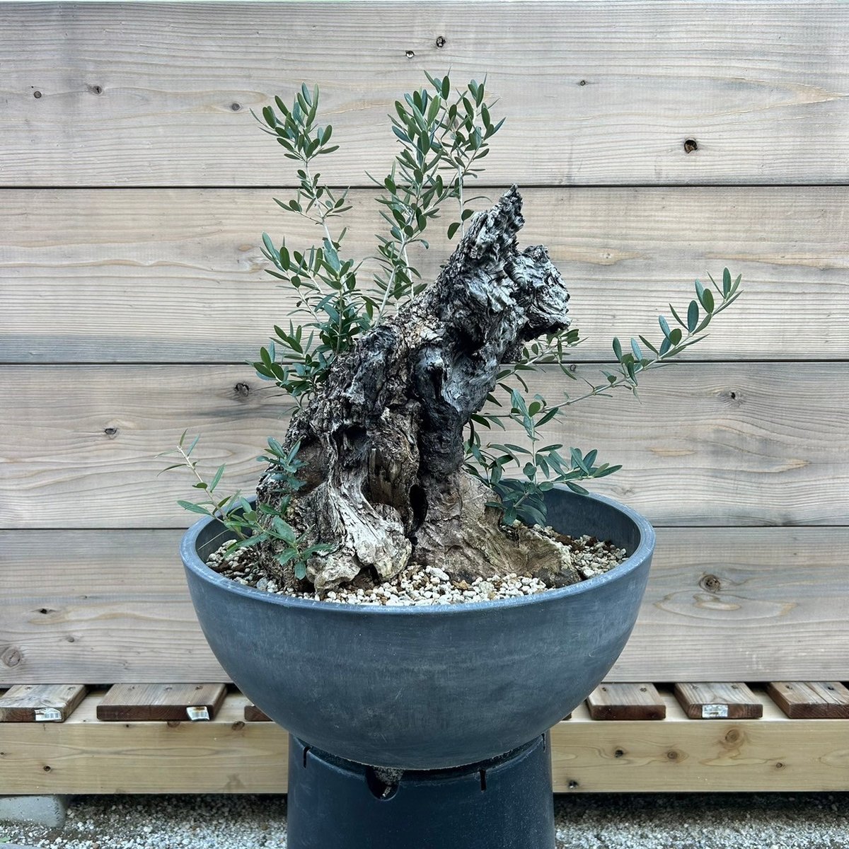 オリーブ 古木 Old olive(24jun4.v03-12) | De La Palma