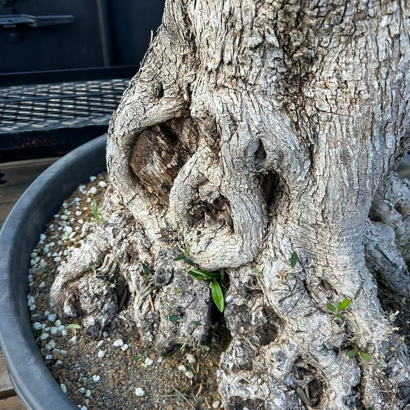 オリーブ 古木 Old olive(24jun4.v05-2) | De La Palma オリーブ 古木 Old olive(24jun4.v05-2) | De La Palma