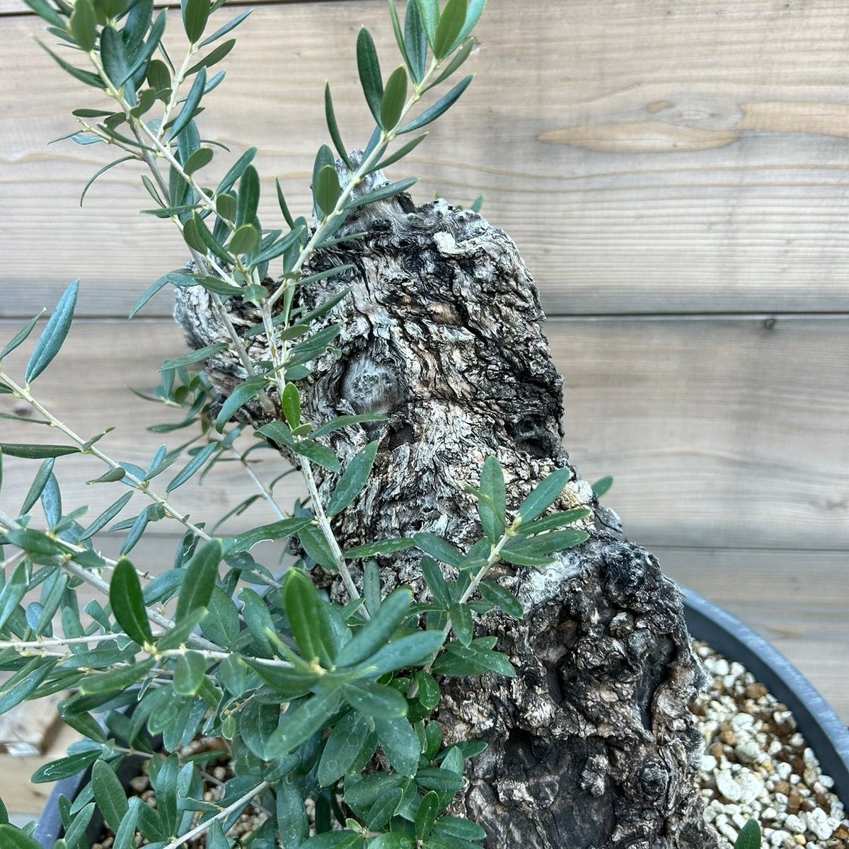 Olive オリーブ12冊まとめ売り Olive オリーブ12冊まとめ売り Olive オリーブ12冊まとめ売り