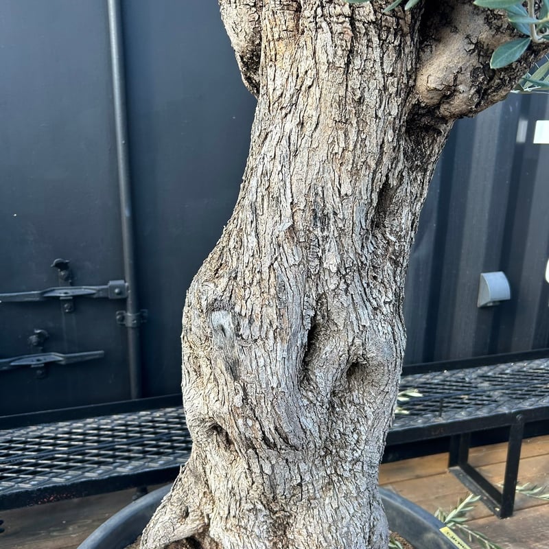 オリーブ 古木 Old olive(24jun4.v05-2) | De La Palma オリーブ 古木 Old olive(24jun4.v05-2) | De La Palma