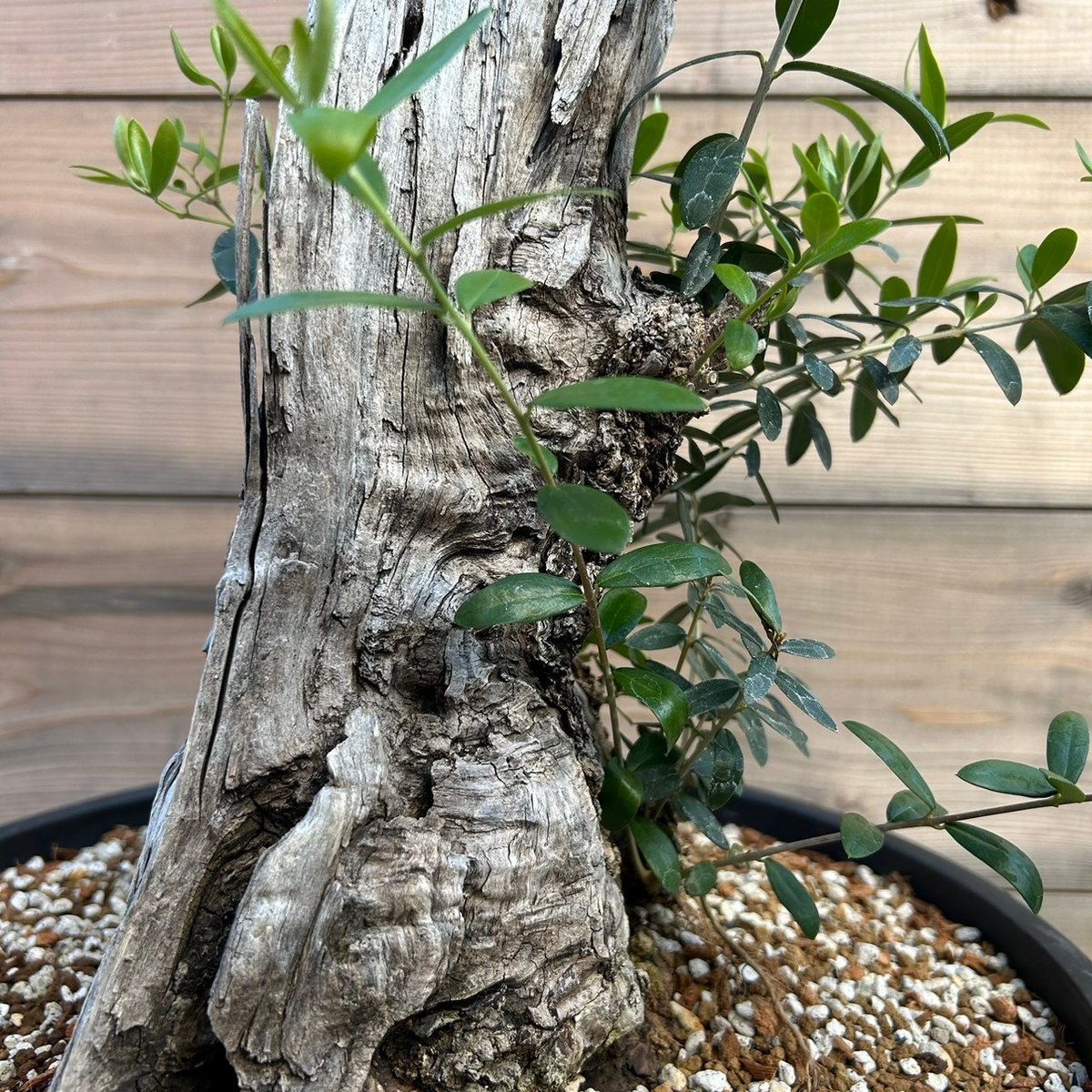 オリーブ 古木 Old olive(24jun4.v03-7) | De La Palma オリーブ 古木 Old olive(24jun4.v03-7) | De La Palma