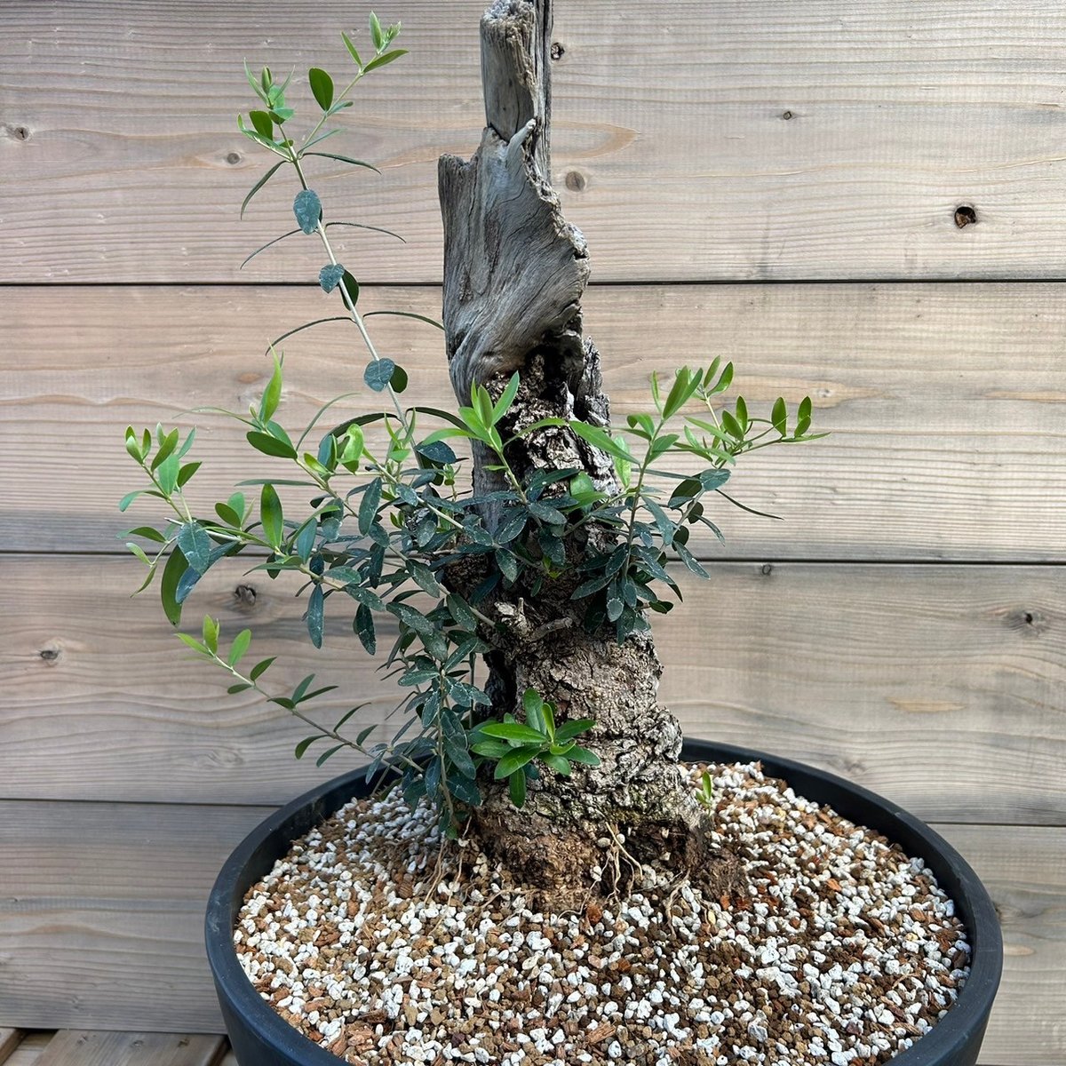 オリーブ 古木 Old olive(24jun4.v03-7) | De La Palma オリーブ 古木 Old olive(24jun4.v03-7) | De La Palma