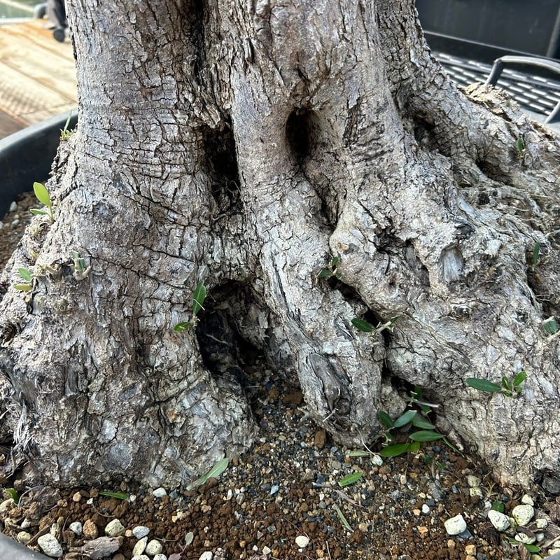 オリーブ 古木 Old olive(24jun4.v05-2) | De La Palma オリーブ 古木 Old olive(24jun4.v05-2) | De La Palma