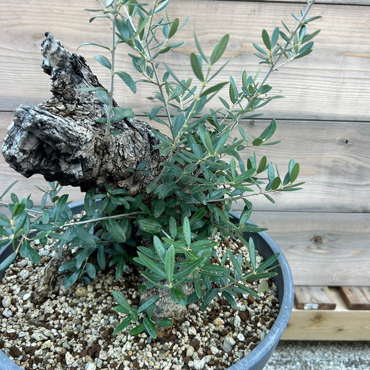 Olive Leafさんへ LeaF (@7eaF) / X