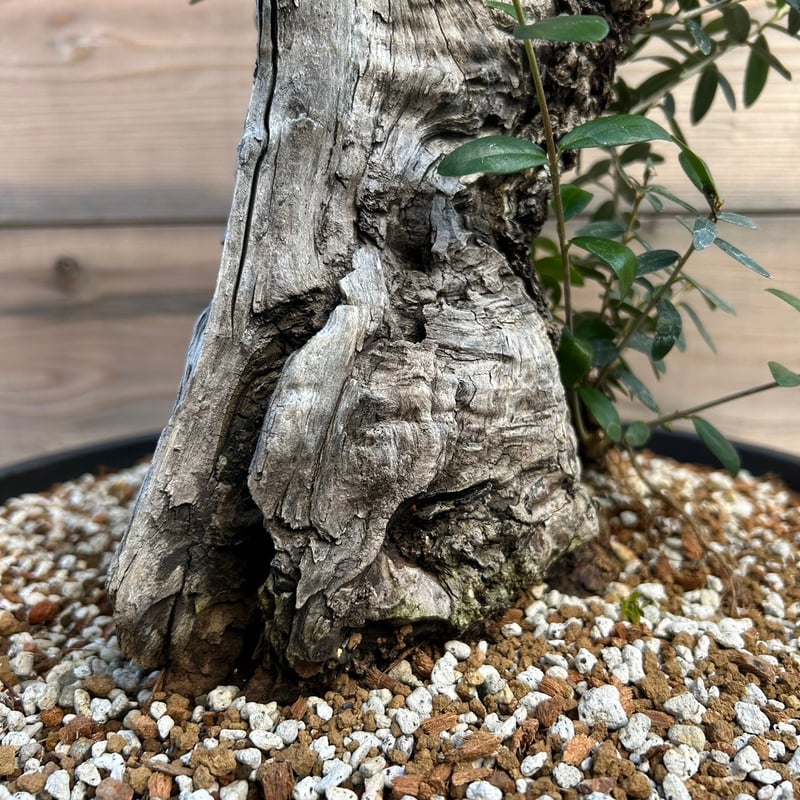 オリーブ 古木 Old olive(24jun4.v03-7) | De La Palma オリーブ 古木 Old olive(24jun4.v03-7) | De La Palma