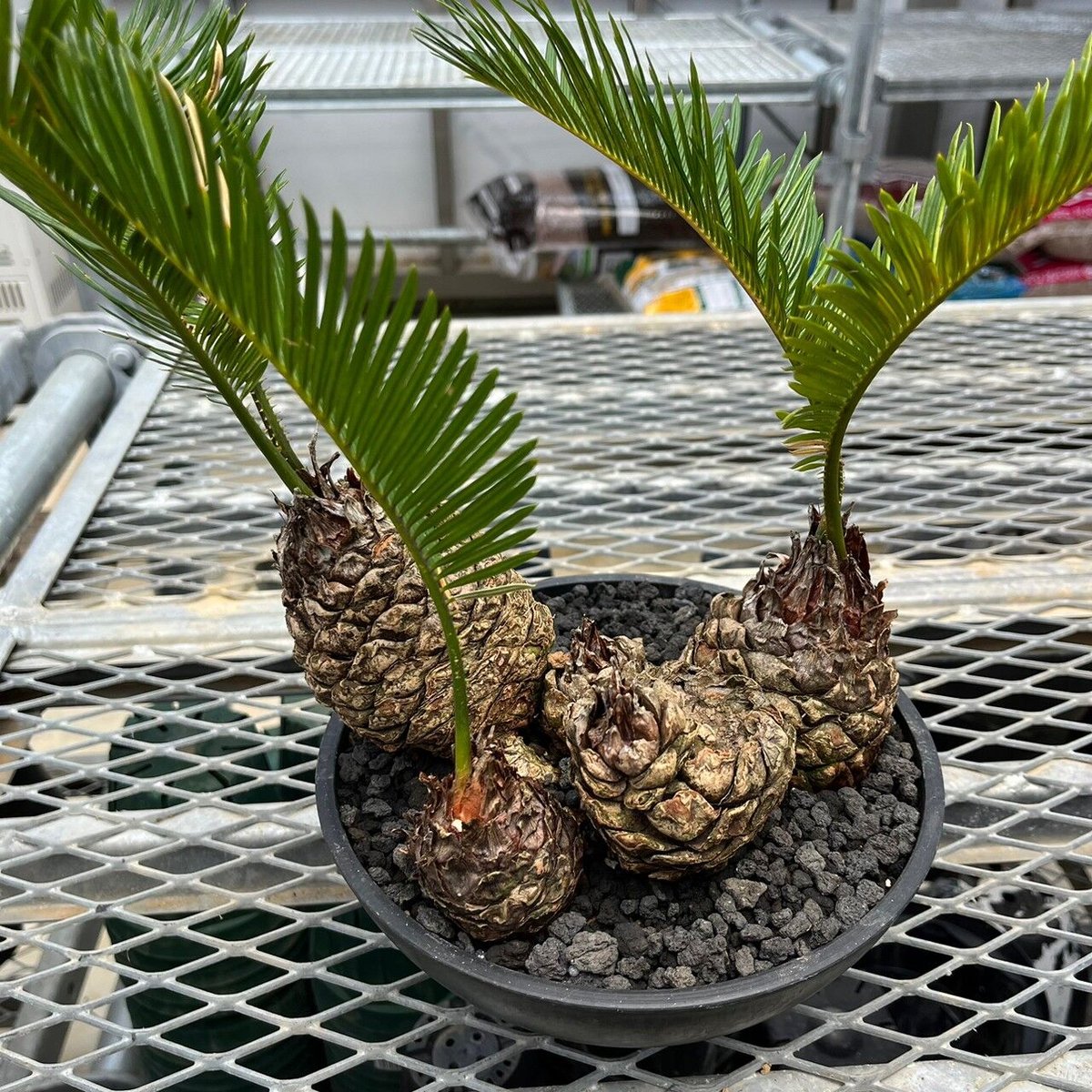 姫蘇鉄 盆栽 古木 年代物 【公式通販】