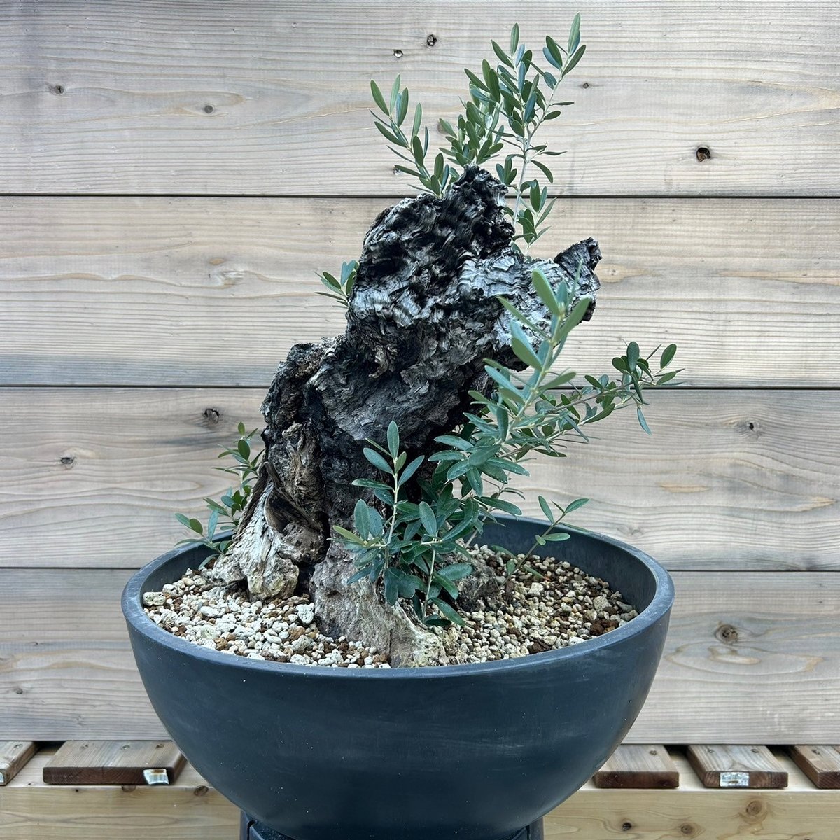 オリーブ 古木 Old olive（24jun4.v03-12） | De La Palma