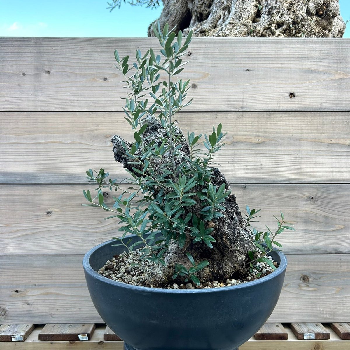 オリーブ 古木 Old olive（24jun4.v03-12） | De La Palma