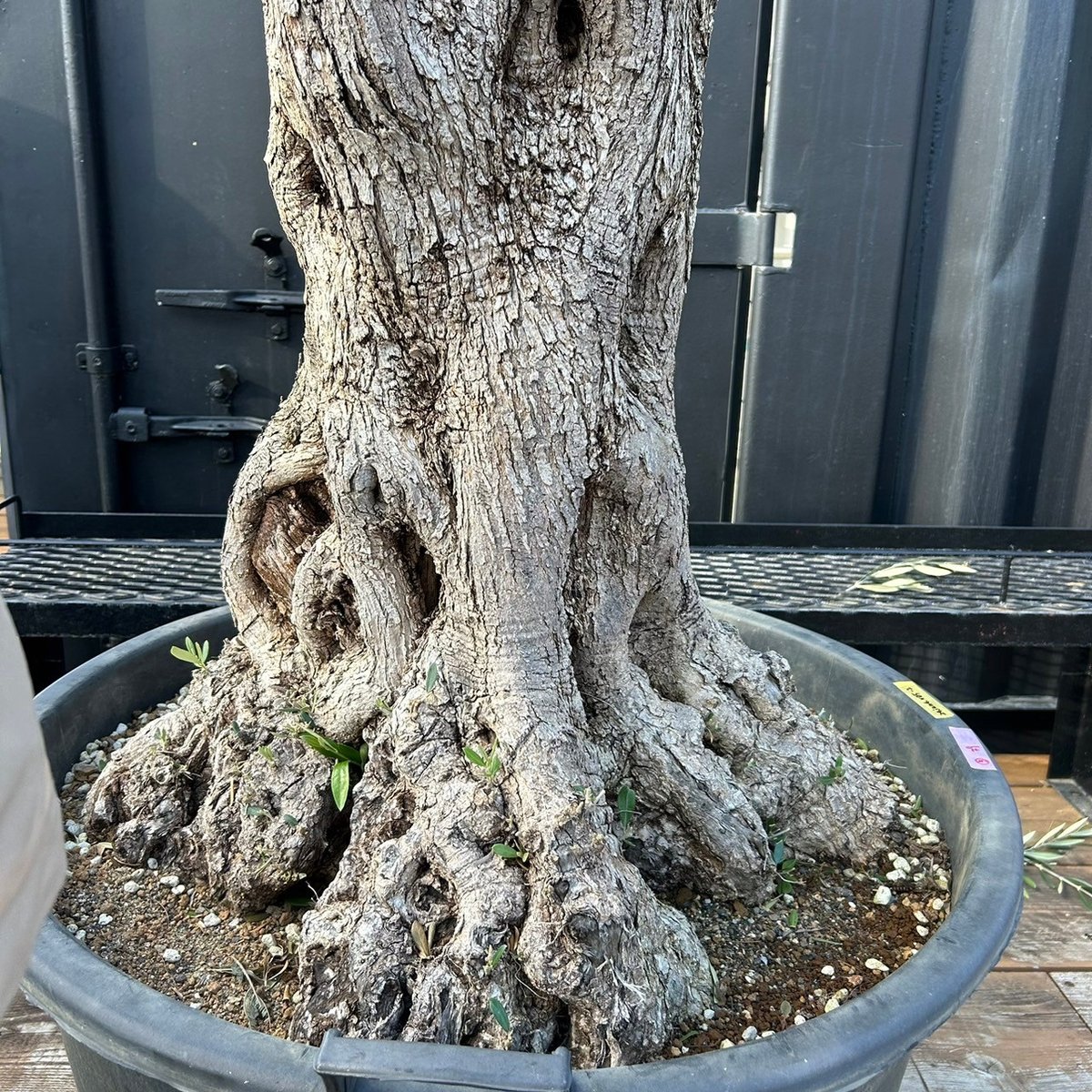 オリーブ 古木 Old olive(24jun4.v05-2) | De La Palma オリーブ 古木 Old olive(24jun4.v05-2) | De La Palma