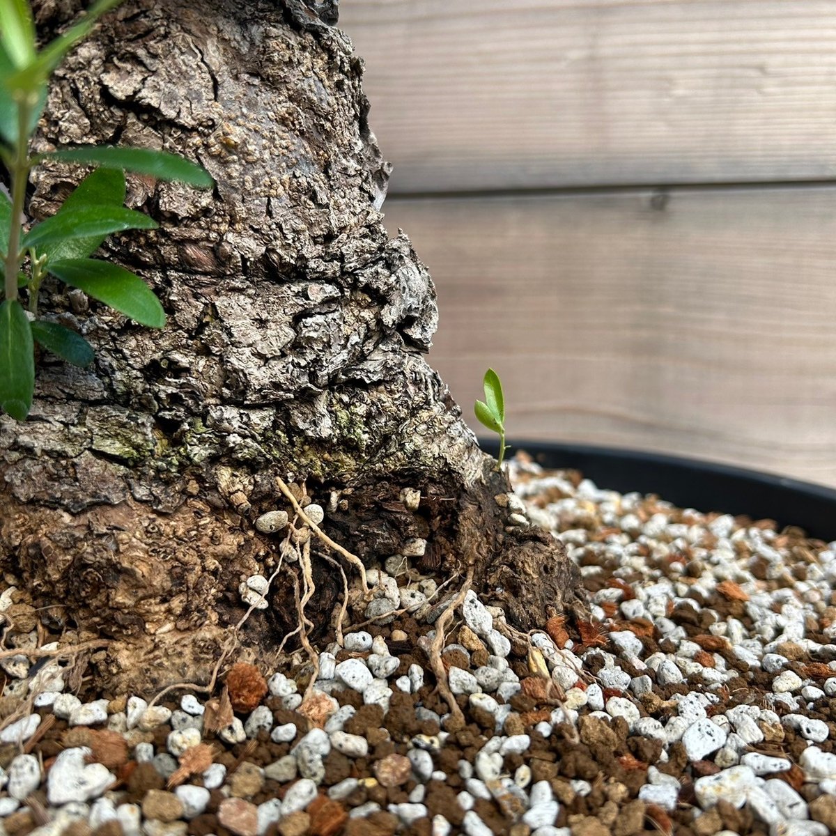 オリーブ 古木 Old olive(24jun4.v03-7) | De La Palma オリーブ 古木 Old olive(24jun4.v03-7) | De La Palma