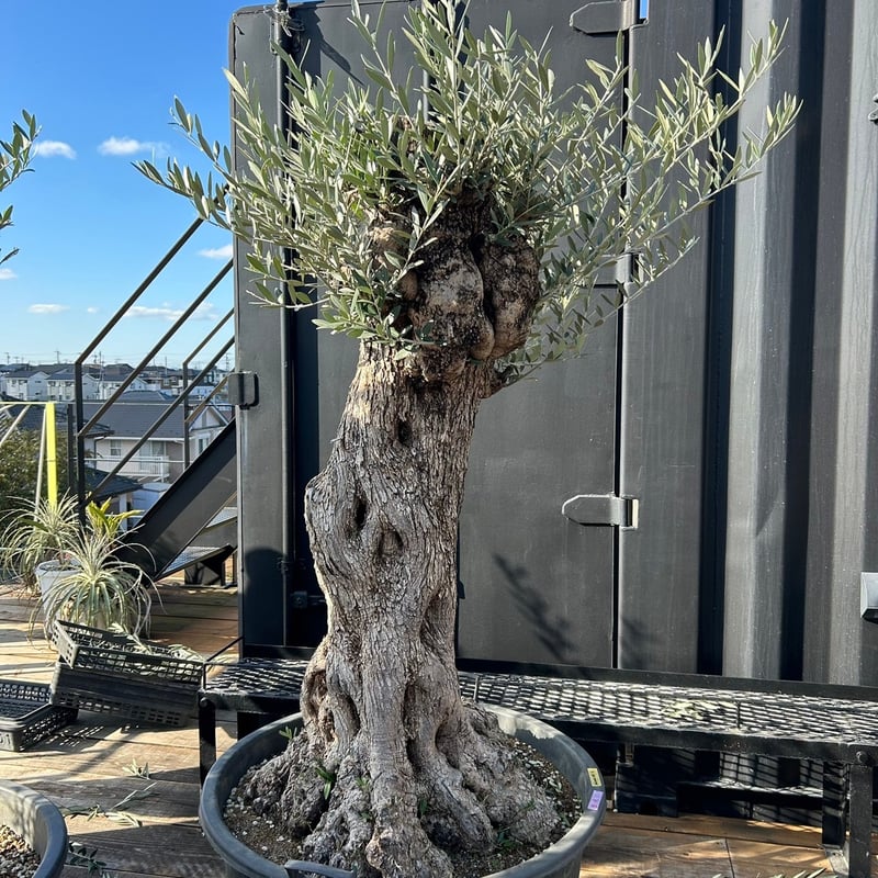 オリーブ 古木 Old olive(24jun4.v05-2) | De La Palma オリーブ 古木 Old olive(24jun4.v05-2) | De La Palma