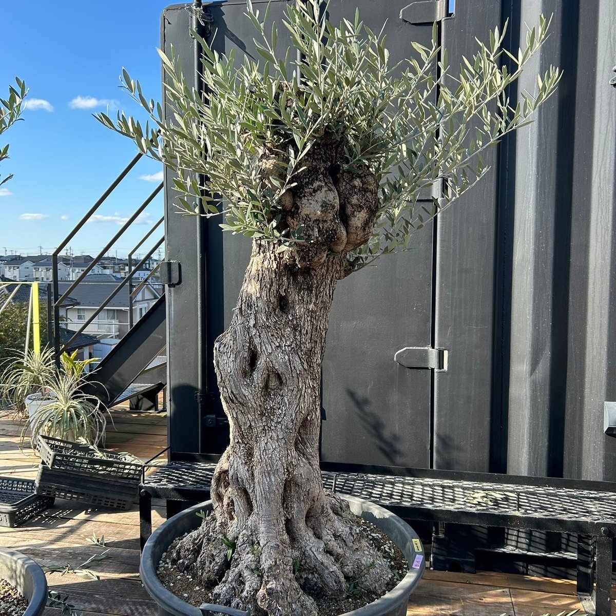 オリーブ 古木 Old olive(24jun4.v05-2) | De La Palma オリーブ 古木 Old olive(24jun4.v05-2) | De La Palma