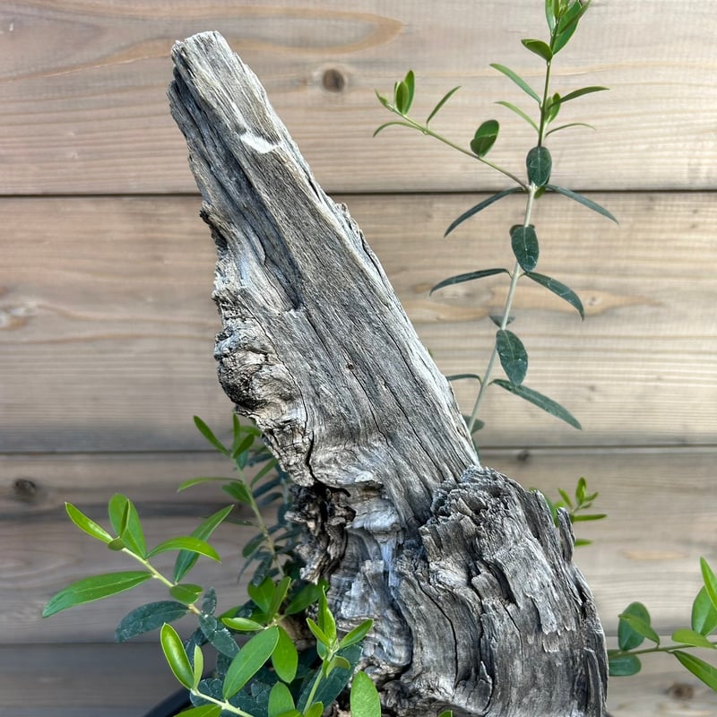 オリーブ 古木 Old olive(24jun4.v03-7) | De La Palma オリーブ 古木 Old olive(24jun4.v03-7) | De La Palma