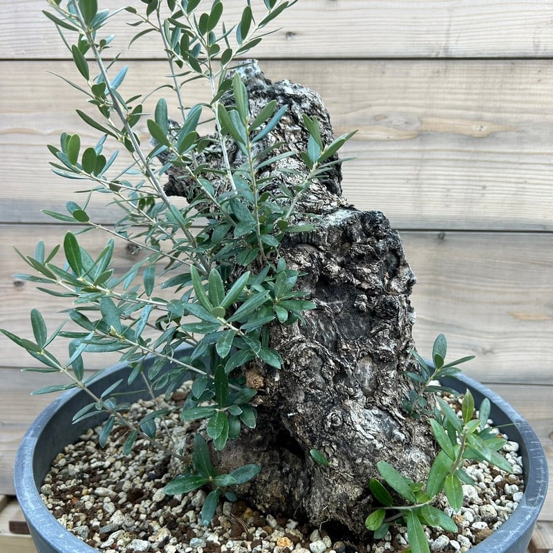 古木 オリーブ 古木 Old olive（24jun4.v03-12） | De La Palma