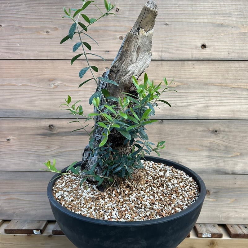 オリーブ 古木 Old olive(24jun4.v03-7) | De La Palma オリーブ 古木 Old olive(24jun4.v03-7) | De La Palma