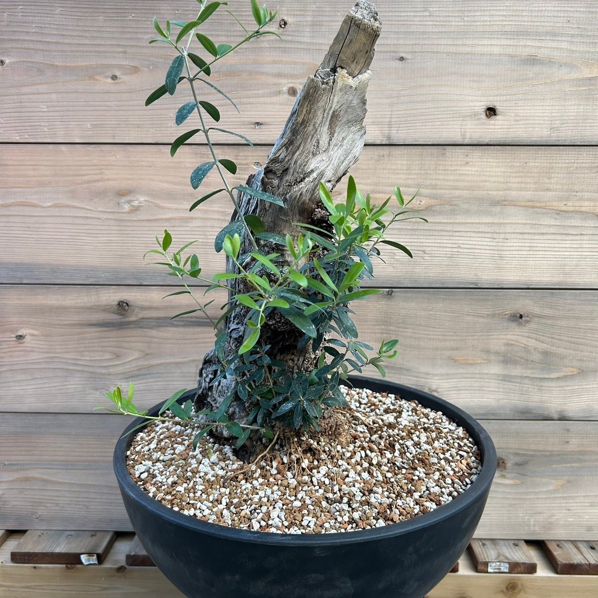 オリーブ 古木 Old olive(24jun4.v03-7) | De La Palma オリーブ 古木 Old olive(24jun4.v03-7) | De La Palma