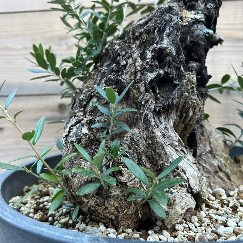 オリーブ 古木 Old olive（24jun4.v03-12） | De La Palma