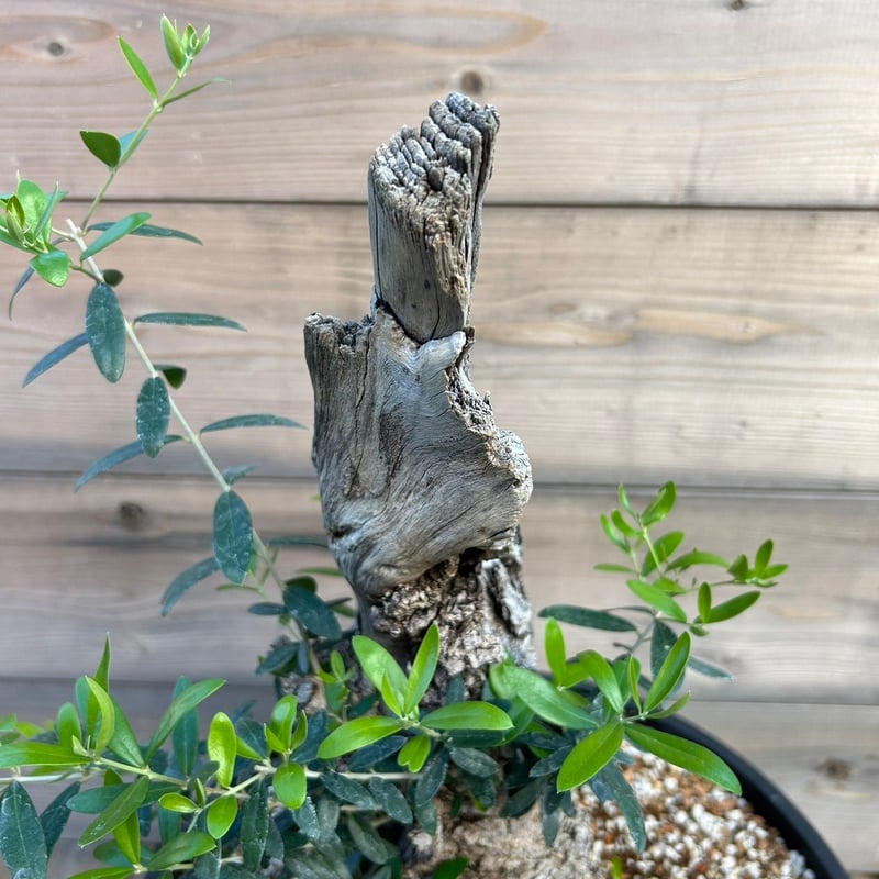 オリーブ 古木 Old olive(24jun4.v03-7) | De La Palma オリーブ 古木 Old olive(24jun4.v03-7) | De La Palma