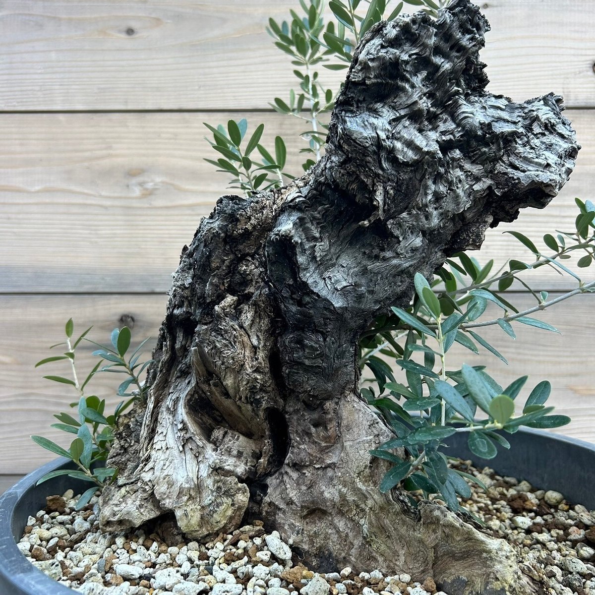 オリーブ 古木 Old olive（24jun4.v03-7） | De La Palma