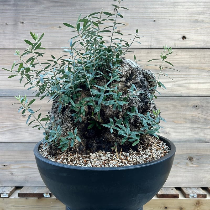 古木 オールドオリーブ 樹齢200年