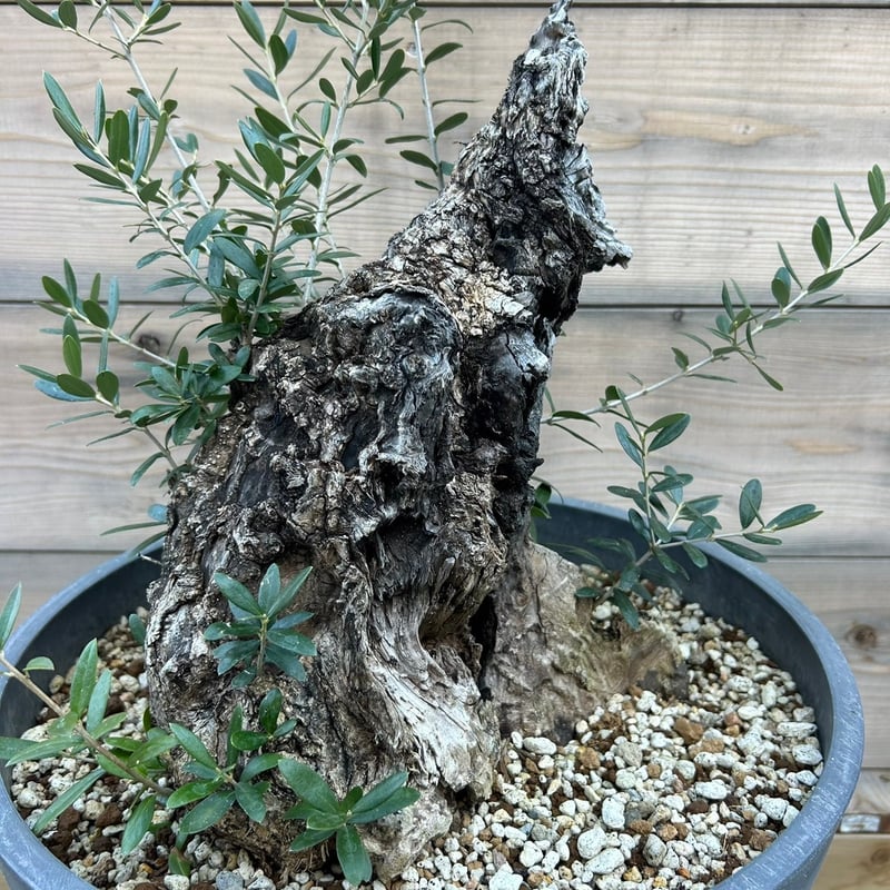 オリーブ古木 Old Olive 古木オリーブ［No.06］× 根本峻吾 作品【 S.N POT