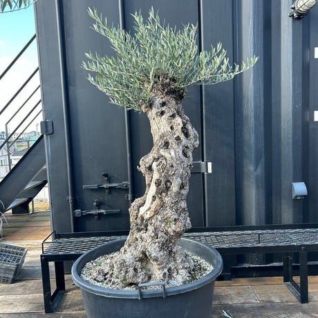 オリーブ 古木 Old olive（24jun4.v05-1）