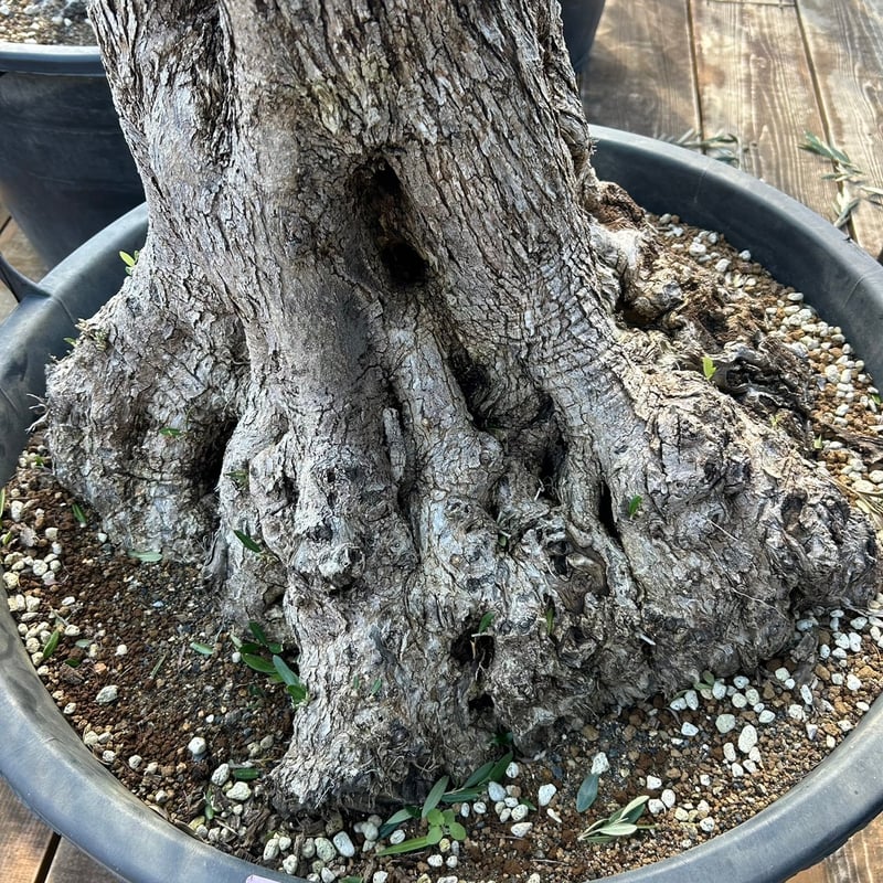 古木 オールドオリーブ 樹齢200年