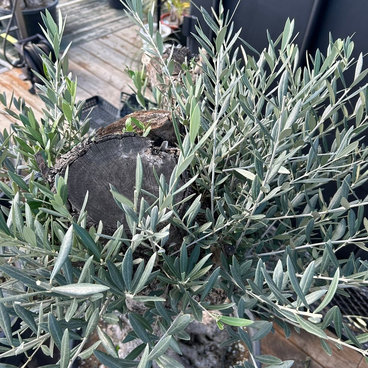 オリーブ 古木 Old olive(24jun4.v05-2) | De La Palma オリーブ 古木 Old olive(24jun4.v05-2) | De La Palma