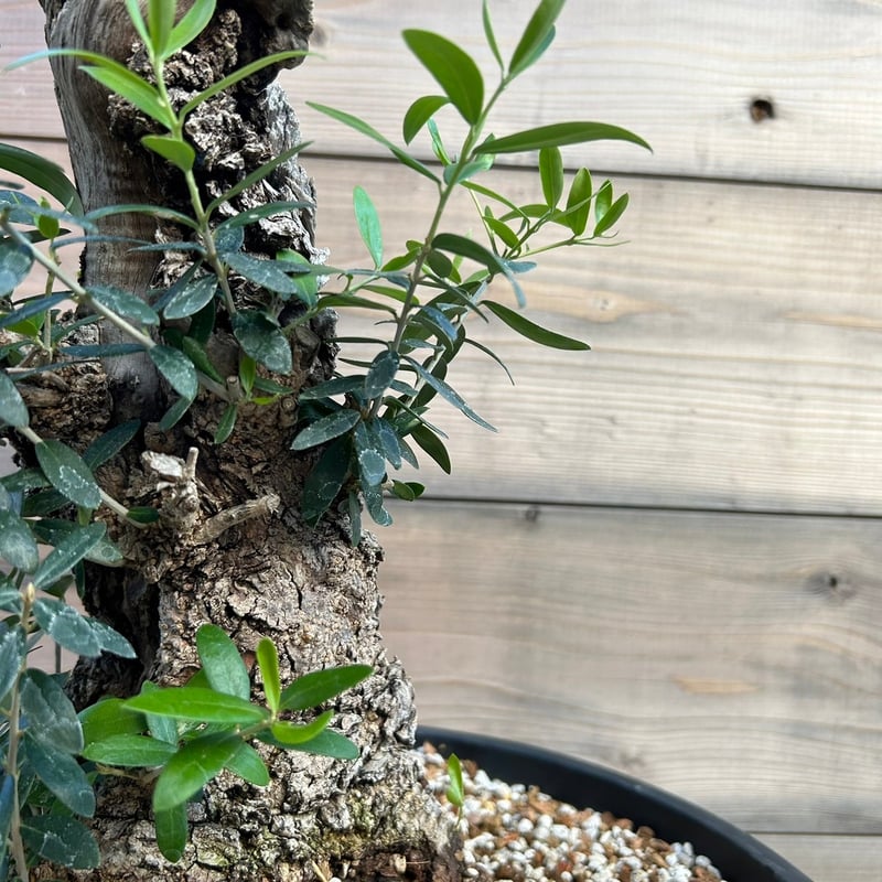 オリーブ 古木 Old olive(24jun4.v03-7) | De La Palma オリーブ 古木 Old olive(24jun4.v03-7) | De La Palma