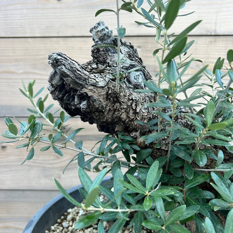 オリーブ 古木 Old olive（24jun4.v03-12） | De La Palma
