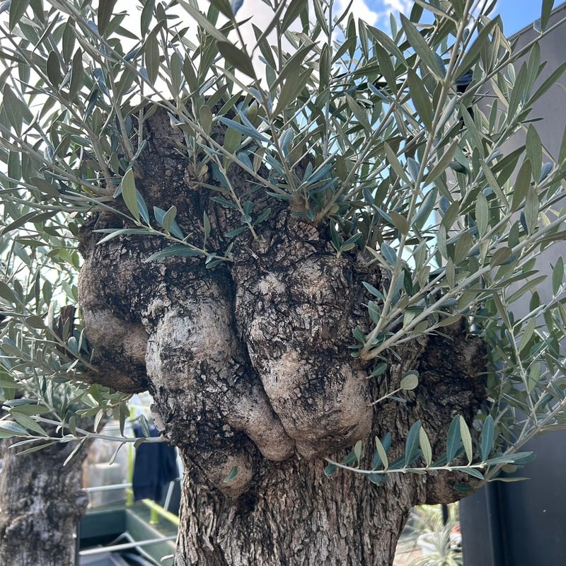 オリーブ 古木 Old olive(24jun4.v05-2) | De La Palma オリーブ 古木 Old olive(24jun4.v05-2) | De La Palma