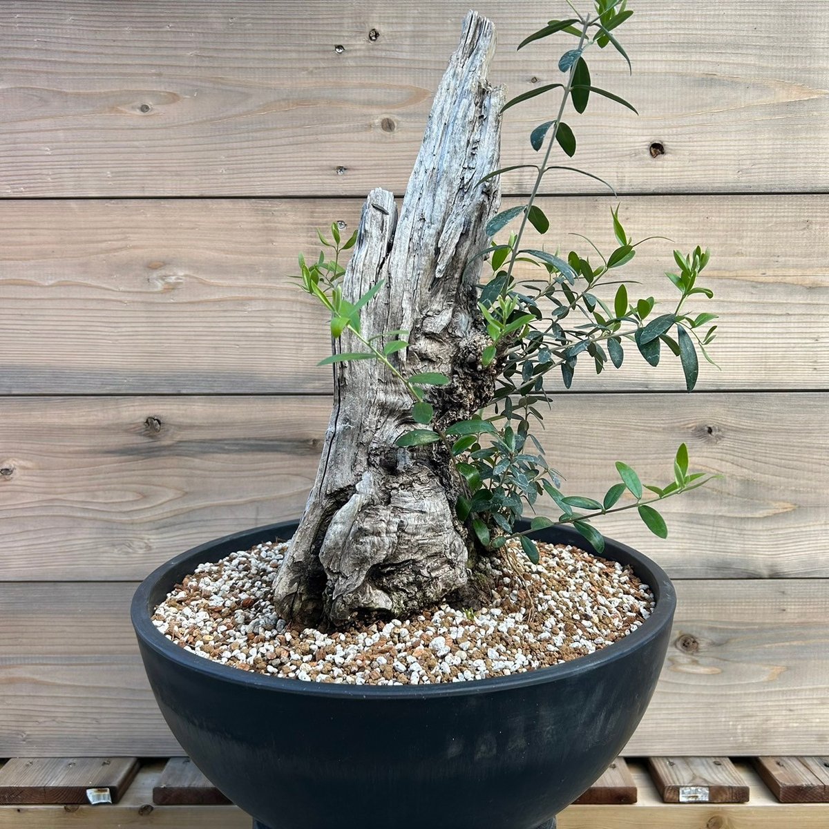 オリーブ 古木 Old olive(24jun4.v03-7) | De La Palma オリーブ 古木 Old olive(24jun4.v03-7) | De La Palma
