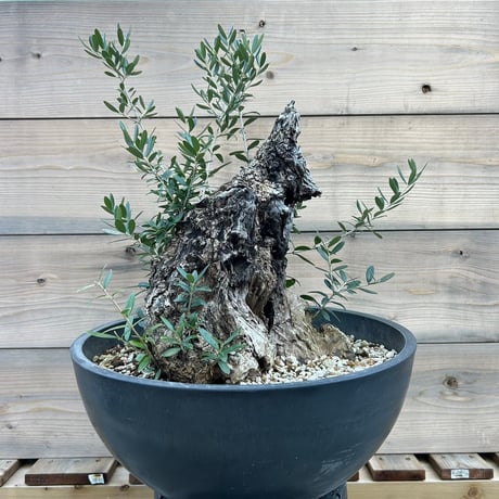 オリーブ 古木 Old olive（24jun4.v03-12）