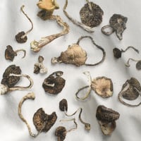 USED UNKNOWN MUSHROOM SWEAT