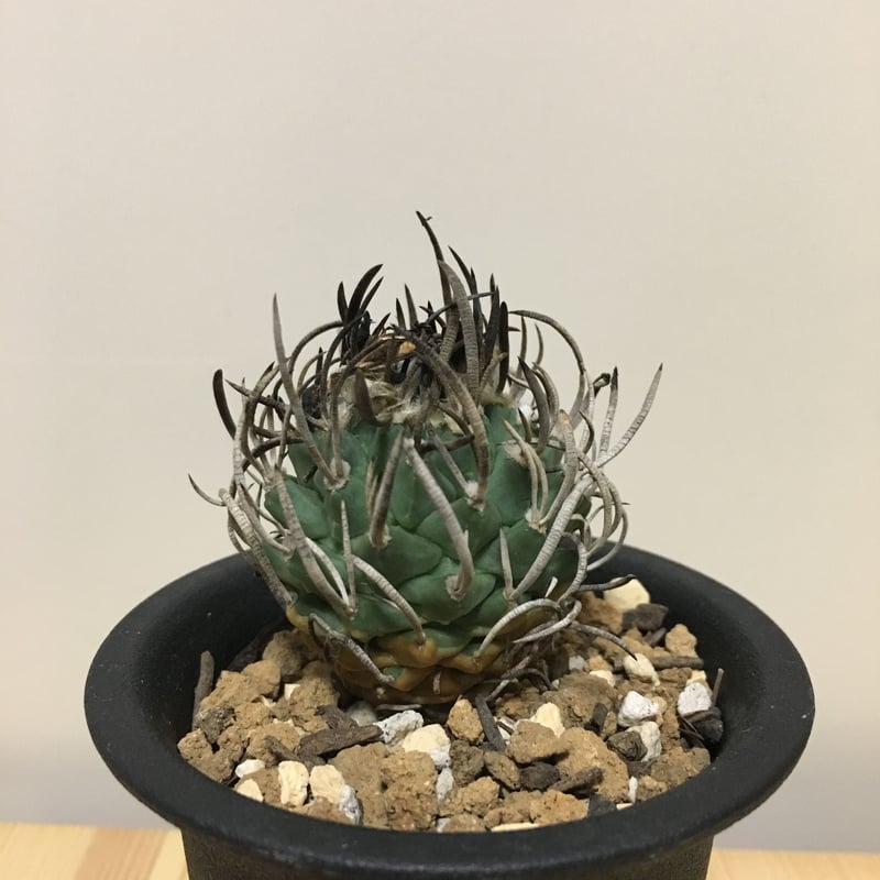 サボテン やむ無く 昇竜丸