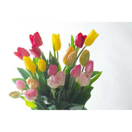 【クール便対応】チューリップだけの贅沢な花束（20本入り）