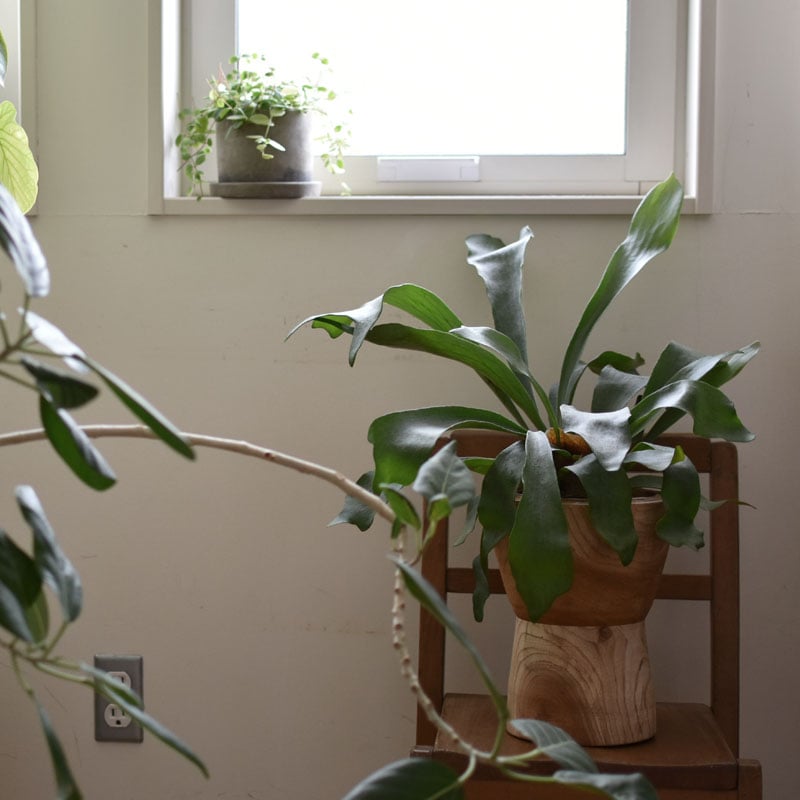 木製鉢カバー 送料無料 | ハモニ