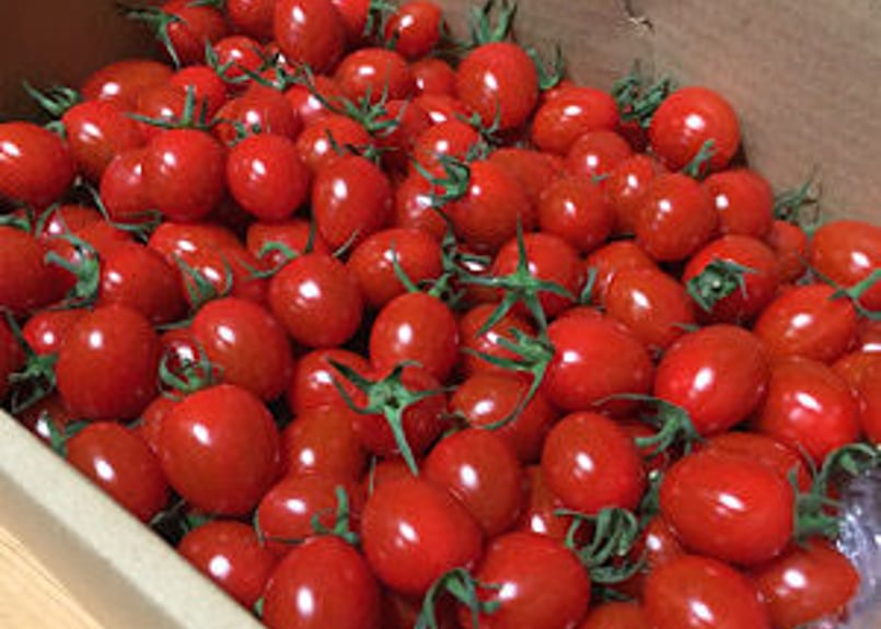 ミニトマト(赤)たっぷりセット | トマトの小林農園