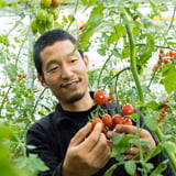 トマトの小林農園