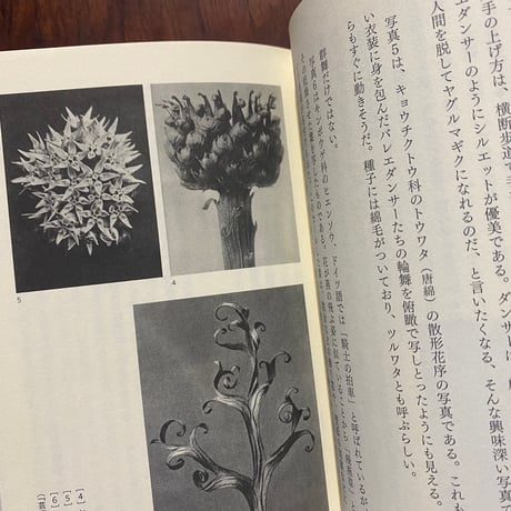 植物考