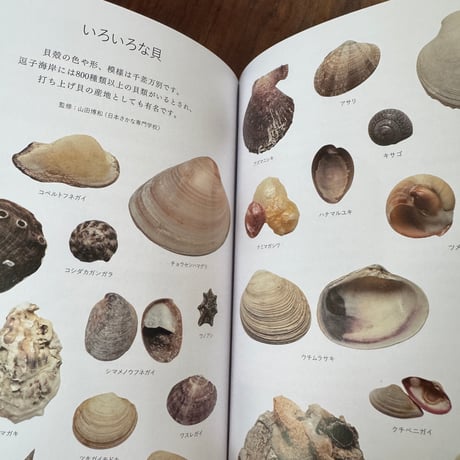 子どもと海あそび　親子で楽しく知る海と生き物の本