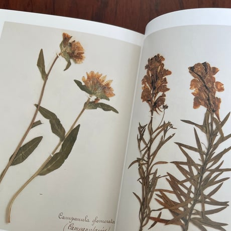 ポール・ヴァーゼンの植物標本