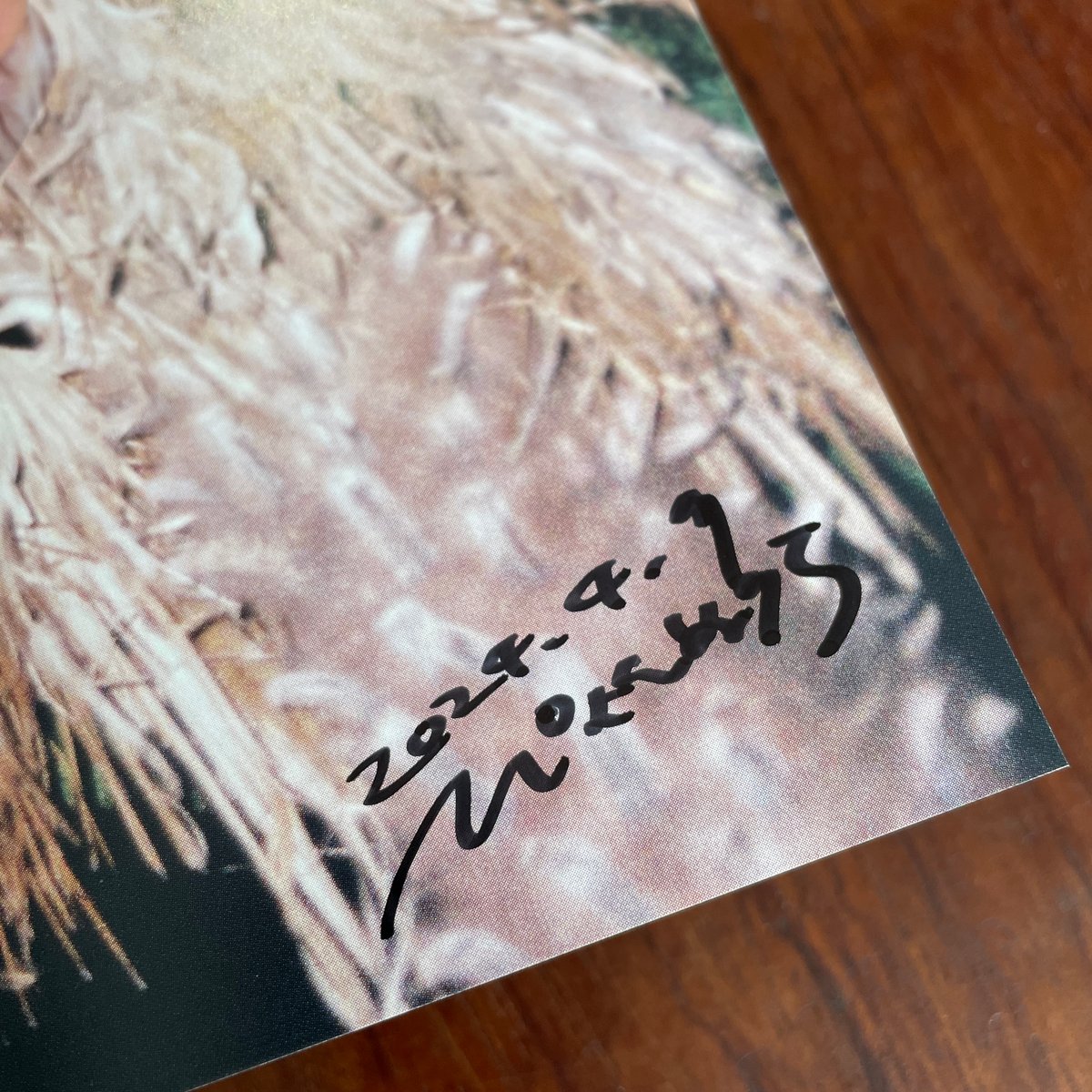 パルム書房のヤシ総合誌 シュロ3 ※ぴょんぬりらさん直筆サイン入り