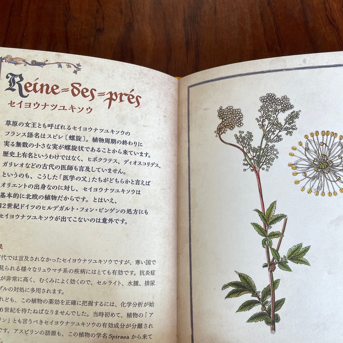 中世の庭の薬草事典 癒しと恵みのハーブ | 古本と新刊 scene