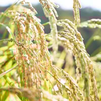 新米！ 自社田自然栽培米 コシヒカリ（玄米） 2025年度産 10ｋｇ