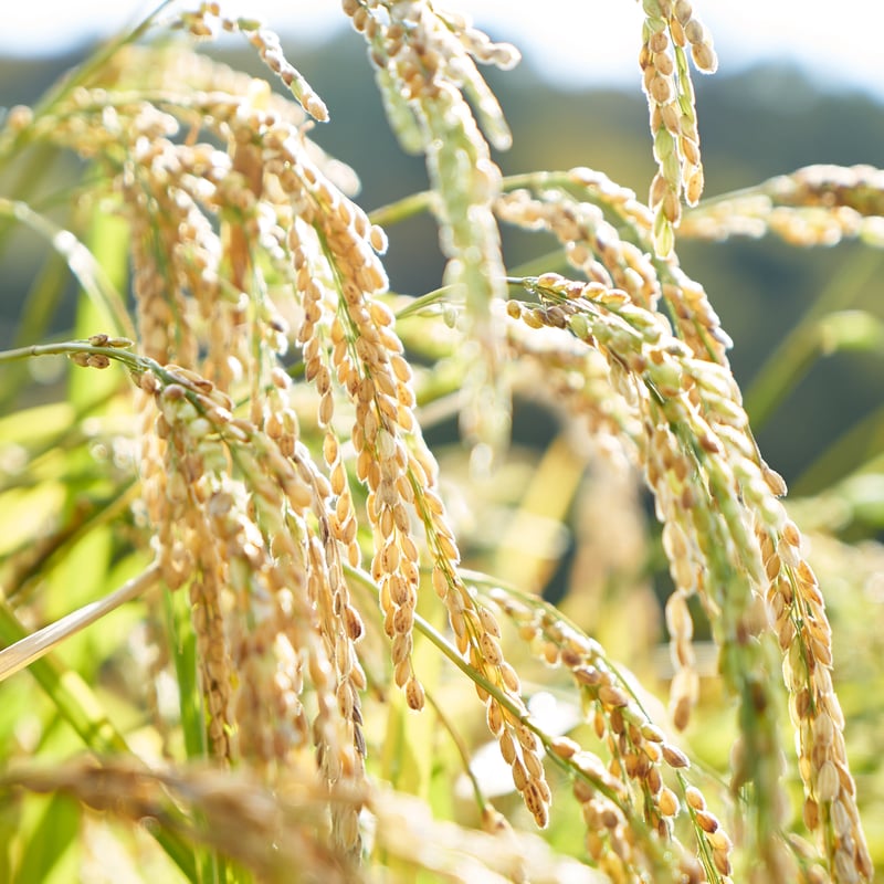 新米！ 自社田自然栽培米 コシヒカリ（玄米） 2025年度産 10kg